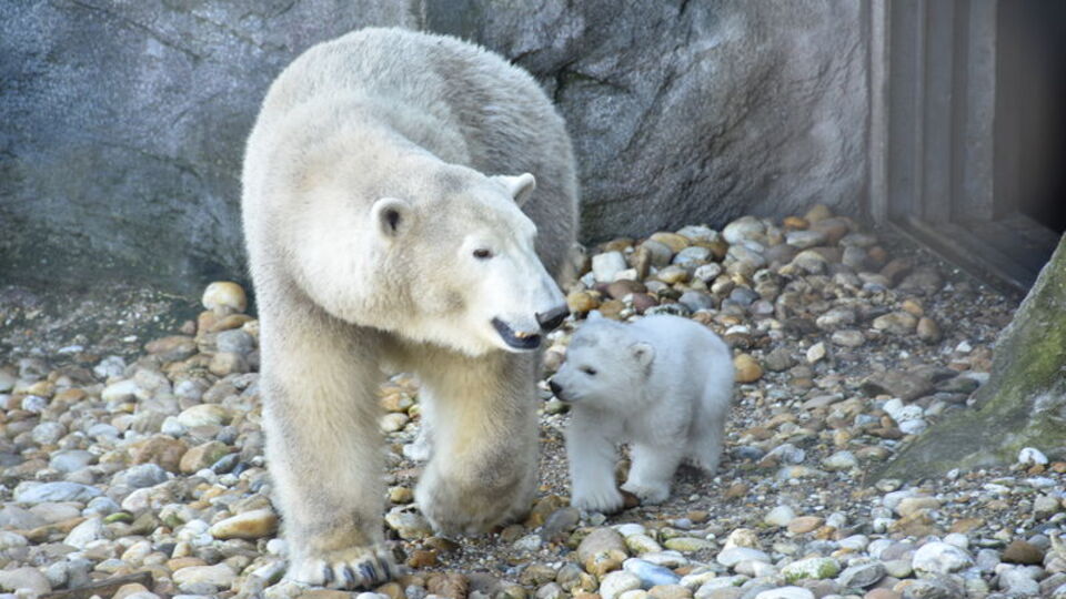 İlk defa görücüye çıktı