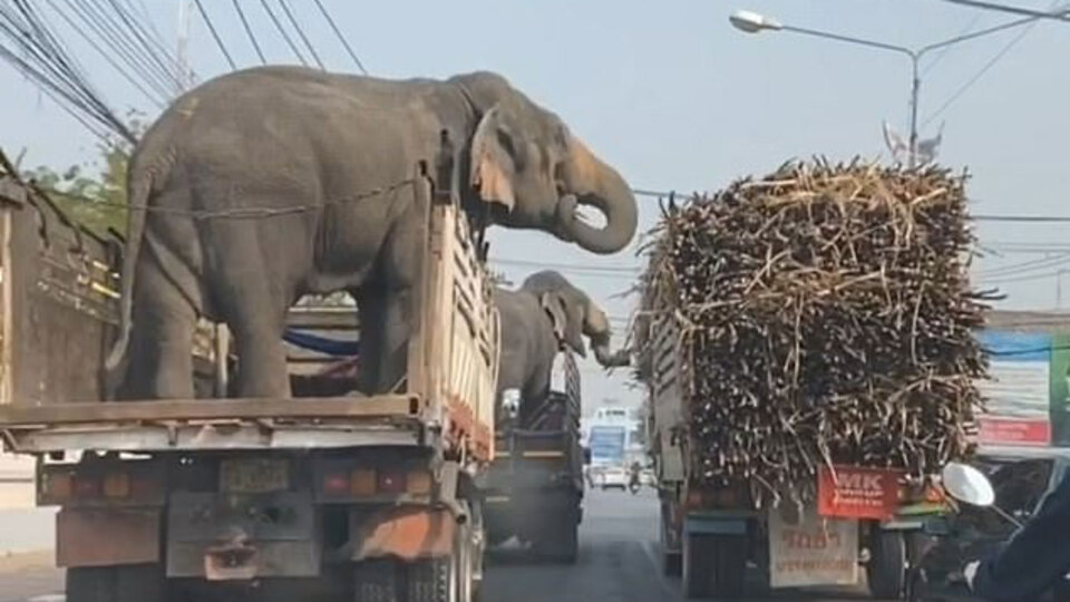 Haylaz filler böyle görüntülendi