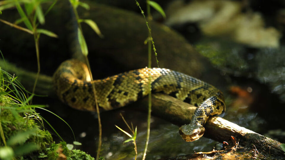 Rüyada yılan görmek ne anlama gelir?