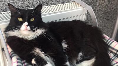 Lütfen kaputa iki kez vurun!