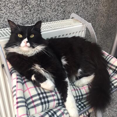 Lütfen kaputa iki kez vurun!