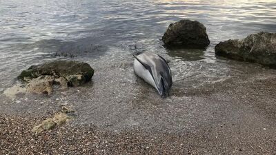 Kocaeli'de karaya vurmuş ölü yunus bulundu
