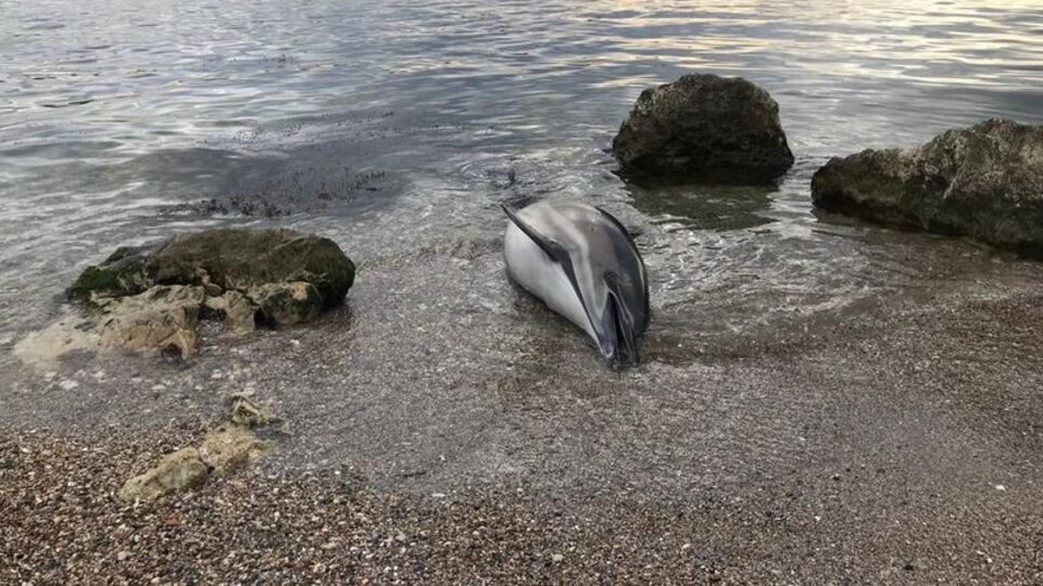 Kocaeli'de karaya vurmuş ölü yunus bulundu