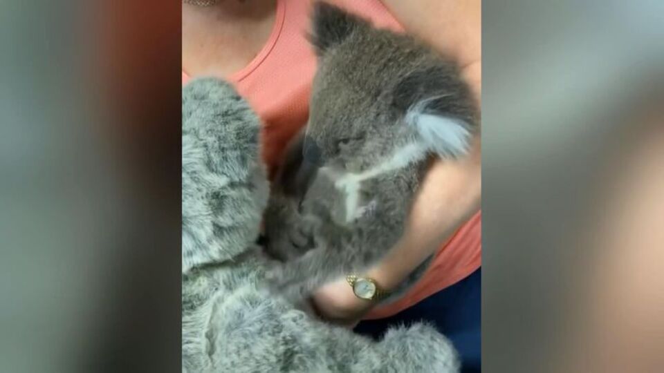 Yürek burkan görüntü... Oyuncağı annesi sandı