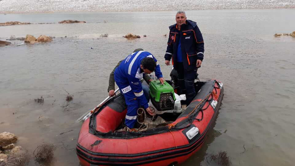 Hasankeyf'in sokak hayvanları kurtarıldı