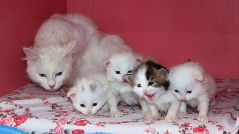 2020 yılının ilk Van kedileri!