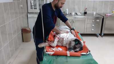 Sokak köpeğini vurdular!