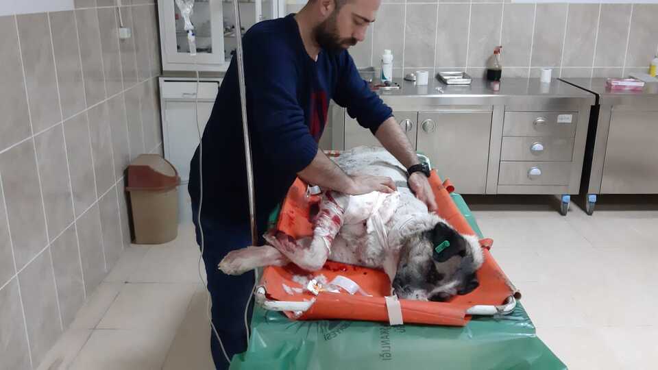 Sokak köpeğini vurdular!