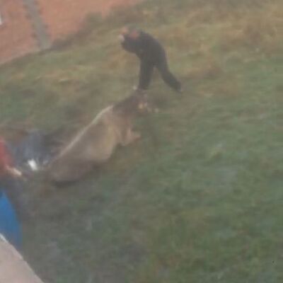 Bu nasıl insanlık? Önce dövdü! Sonra kesti!