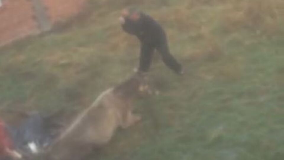 Bu nasıl insanlık? Önce dövdü! Sonra kesti!