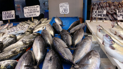 Balıkçıların palamut oyunu!