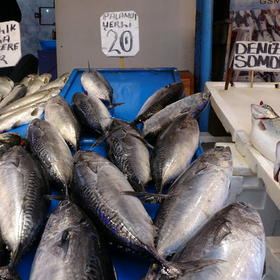 Balıkçıların palamut oyunu!