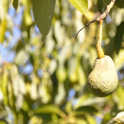 5 yılda 41 katına çıktı