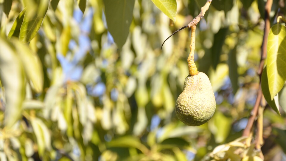5 yılda 41 katına çıktı