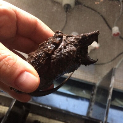 'Timsah yiyen' ele geçirildi