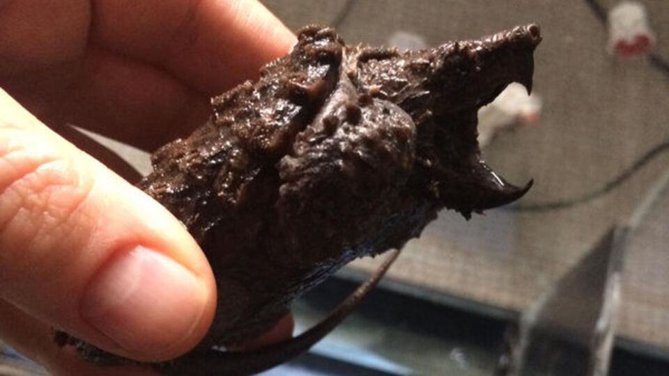 'Timsah yiyen' ele geçirildi