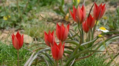 Onu koparmanın cezası bir araba parası!