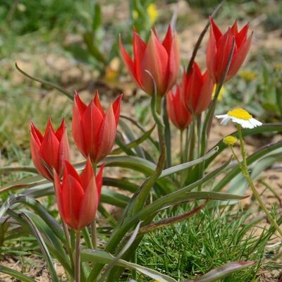 Onu koparmanın cezası bir araba parası!