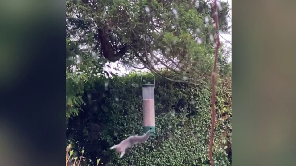 Kuş yemliğine asılarak döndü...