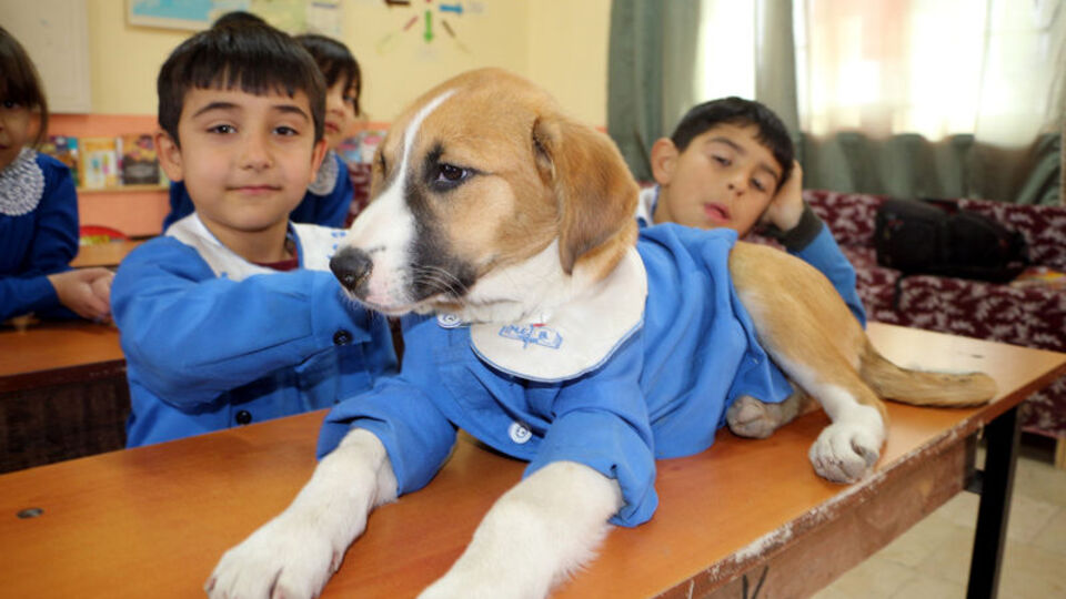 Hasta olmuştu... Tedavi için Ankara'ya gönderildi
