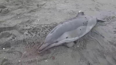 Yunusları vurmuşlar!