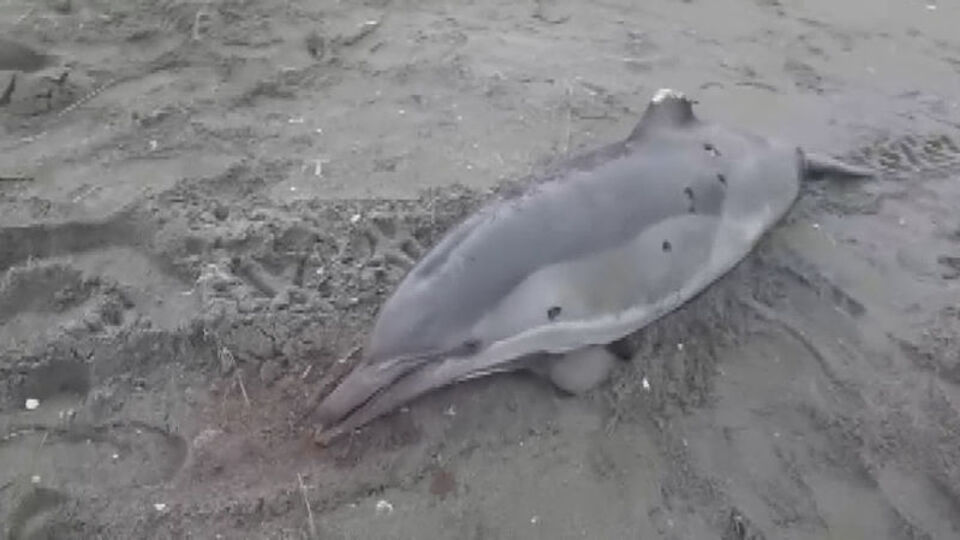 Yunusları vurmuşlar!