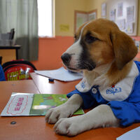 Fındık gençlik hastalığına yakalandı