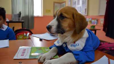Fındık gençlik hastalığına yakalandı