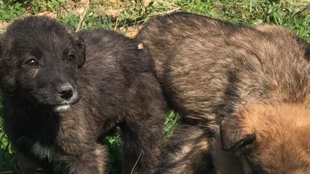 Bereket'in yavruları sahiplenilmeyi bekliyor