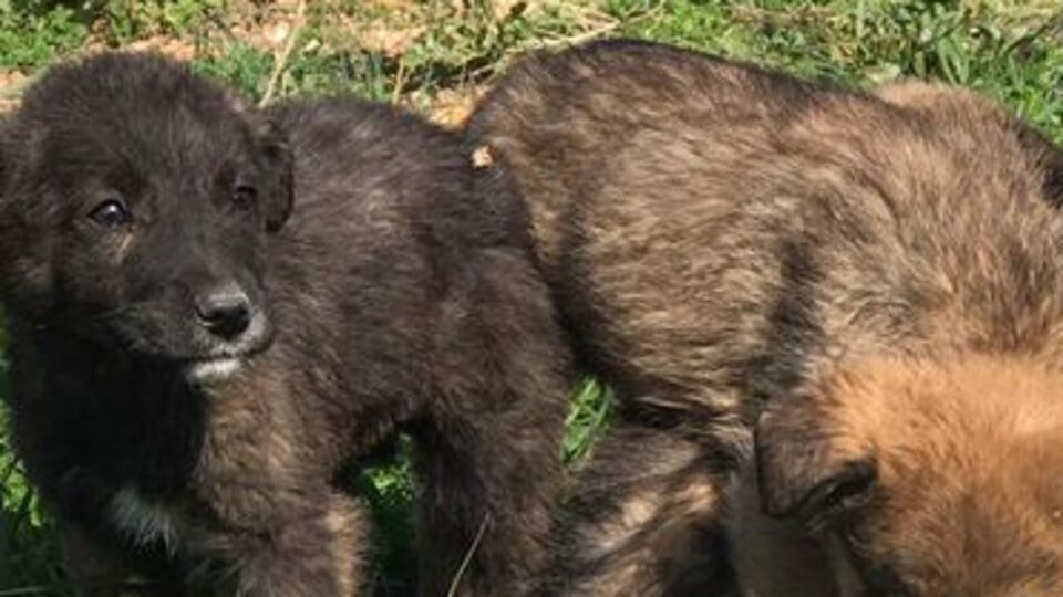 Bereket'in yavruları sahiplenilmeyi bekliyor