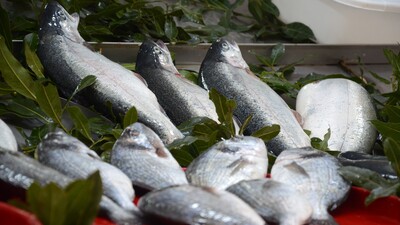 Çin yerine Türk balığı!