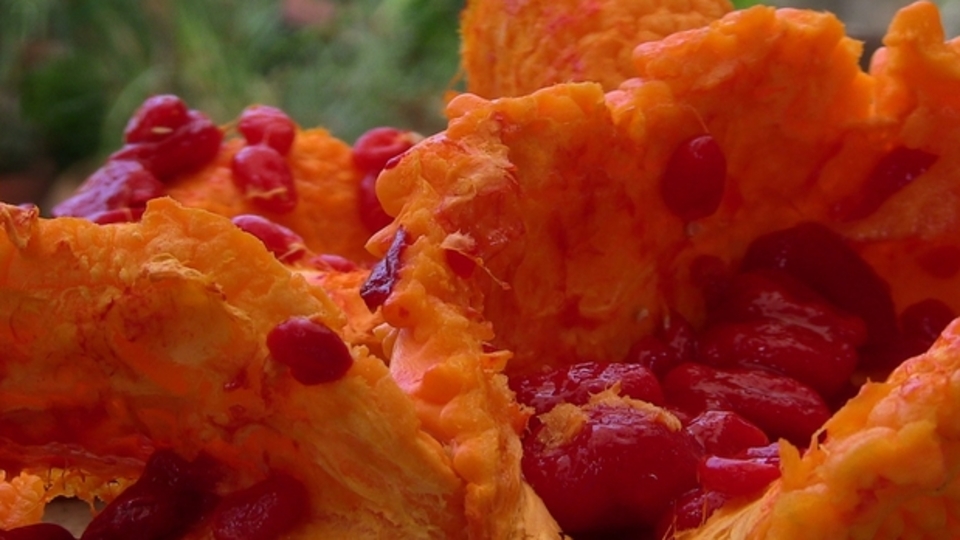 Kudret narının faydaları nelerdir?