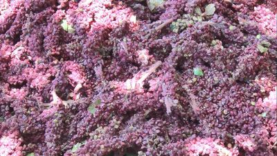 Sumak ekşisi nedir?