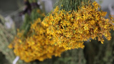Kantaron yağının faydaları nelerdir?