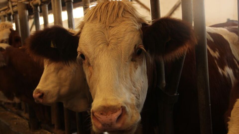 Şarkışla pazarına 'şap' tedbiri