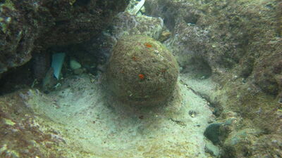 Eğitim dalışı yaparken buldu