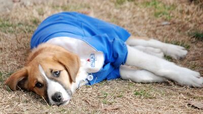 Gençlik hastalığına yakalanmıştı... Fındık'tan güzel haber!