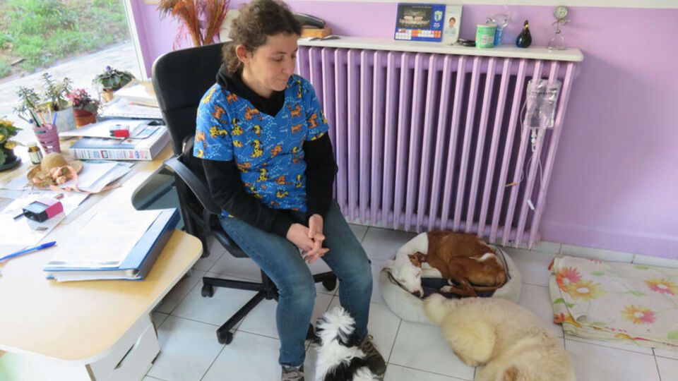 Hayvanseverler tepki gösterdi! O veteriner konuştu!