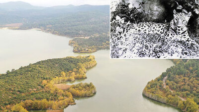 Anadolu Parsı yaşıyordu! Kovada Gölü'nden çöp kovasına!