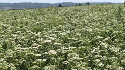 108 ülkeye ihraç edildi