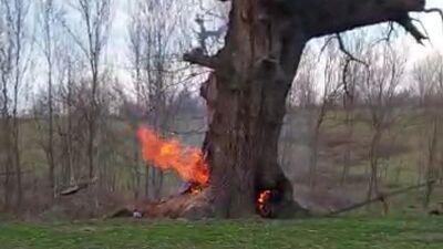 400 yıllık çınar ağacını yaktılar!