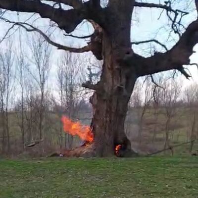 400 yıllık çınar ağacını yaktılar!