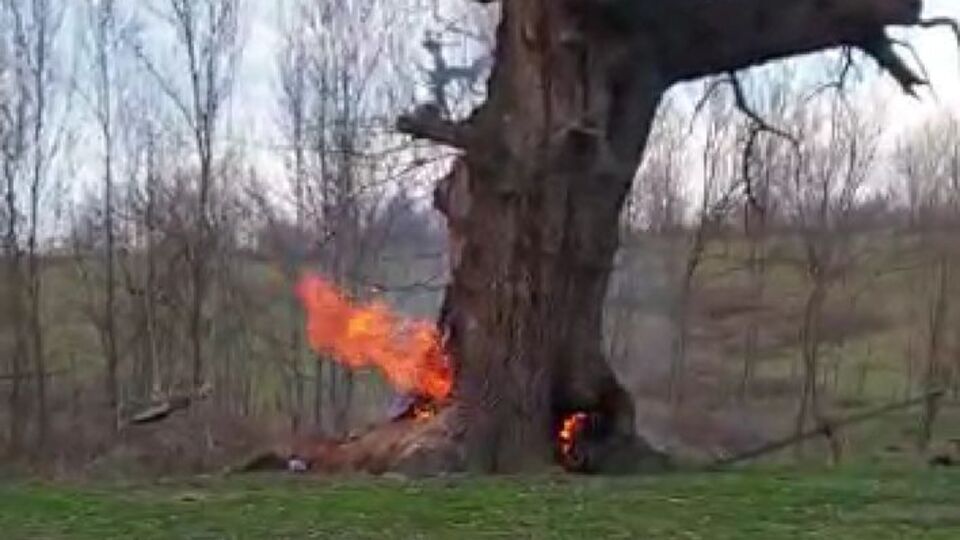 400 yıllık çınar ağacını yaktılar!