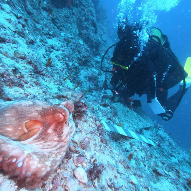 Antalya'da keşfedilmişti... Dünya izleyecek
