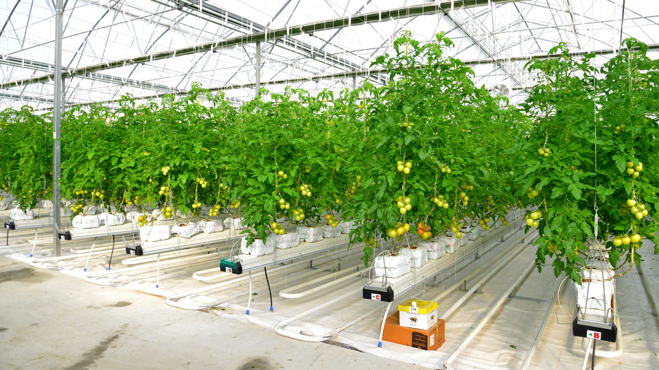 "Türkiye, jeotermal serada dünya lideri"