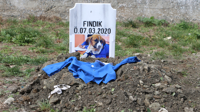 'Fındık' acısı!