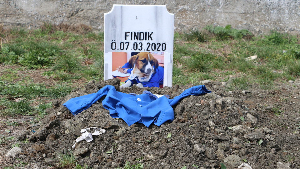 'Fındık' acısı!