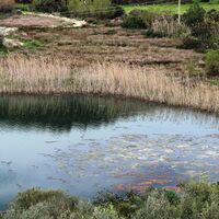 Bodrum'un tek sulak alanı... Yok olmaya başladı!