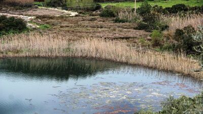 Bodrum'un tek sulak alanı... Yok olmaya başladı!