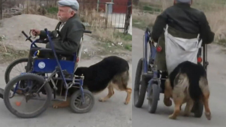 Başıyla sahibine destek oldu!